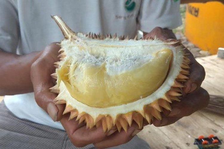 Durian ripto dari Trenggalek, Jawa Timur.