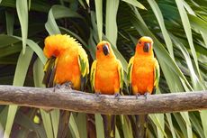 Burung Juga Bisa Stres, Ini Penyebab dan Tanda-tandanya