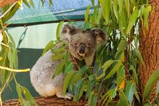 Tempat Terbaik untuk Menjumpai Koala dan Satwa Liar Lainnya di Australia