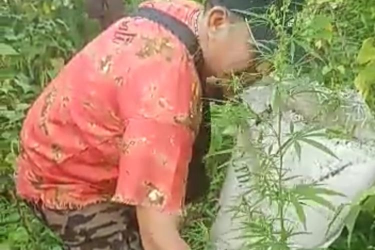 Aparat Polda Lampung memeriksa kebun ganja yang disamarkan dengan tanaman sayur di Lampung Selatan, Sabtu (7/1/2023).