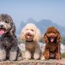 8 Ras Anjing Berumur Panjang, Ada yang Mencapai 18 Tahun