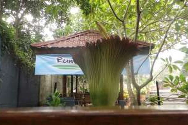 Kondisi bunga bangkai raksasa (Amorphophallus titanum) yang tumbuh di Rumah Perubahan, di Jatimurni, Kecamatan Pondok Melati, Kota Bekasi, Rabu (2/2/2016) sore pukul 17.15 WIB. Hari Sabtu (6/2/2016) dan Minggu (7/2/2016) diprediksikan menjadi waktu terbaik untuk melihat bunga bangkai raksasa di Rumah Perubahan karena akan mekar secara sempurna. Rumah Perubahan merupakan pusat pelatihan dan pendidikan bagi masyarakat ataupun lembaga usaha yang didirikan Guru Besar Manajemen Universitas Indonesia Rhenald Kasali.