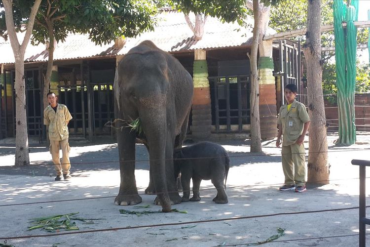 Indukan gajah sumater bersama anak yang baru dilahirkannya di Batu Secret Zoo, Kota Batu, Jawa Timur, Sabtu (13/7/2019)