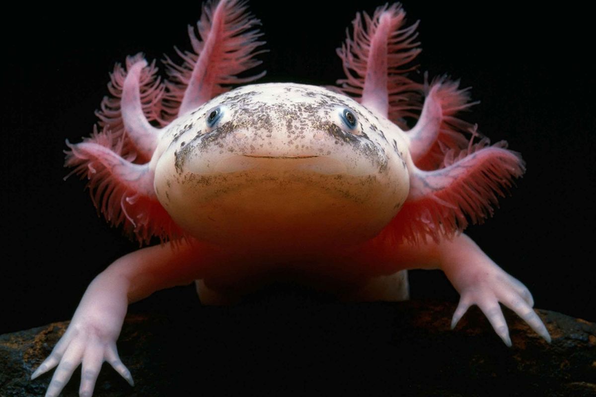 Salamander axolotl, hewan amfibi unik.