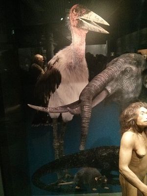 Rekonstruksi bangau marabou, bersama manusia hobbit dan stegodon mini dari Flores di National Museum of Nature and Science, Tokyo.