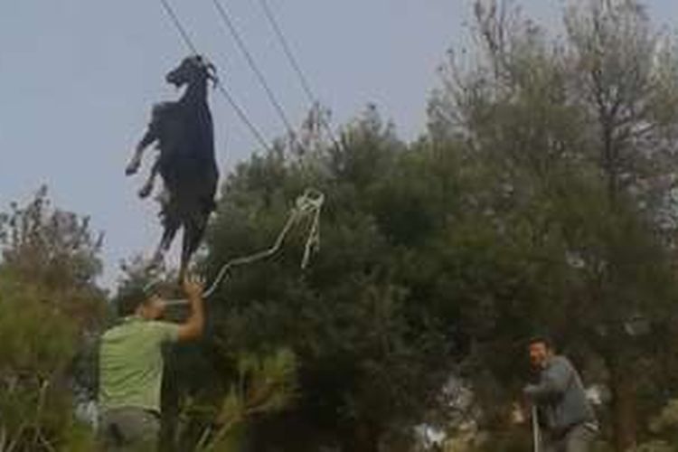 Seekor kambing tersangkut di kabel telepon yang membentang enam meter di atas permukan tanah di salah satu daerah di Yunani.