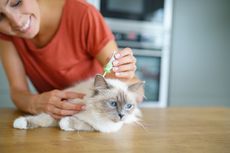 Obat Alami untuk Membasmi Kutu pada Kucing, Lemon hingga Rempah