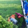 Jebakan Tikus di Sragen Tewaskan Enam Petani, Bupati Ancam Tuntut Pemilik Sawah