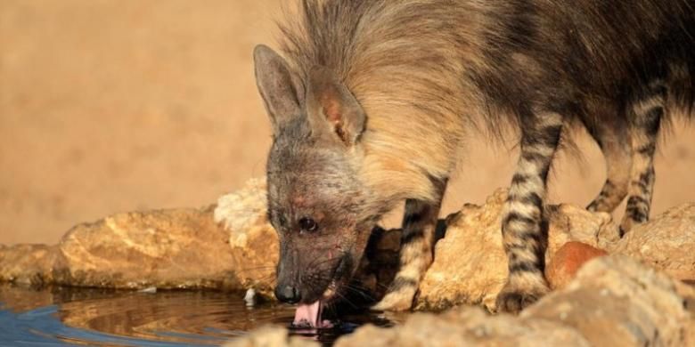 Sedang Telepon Istri Pria Yaman Tewas Dimangsa Hyena