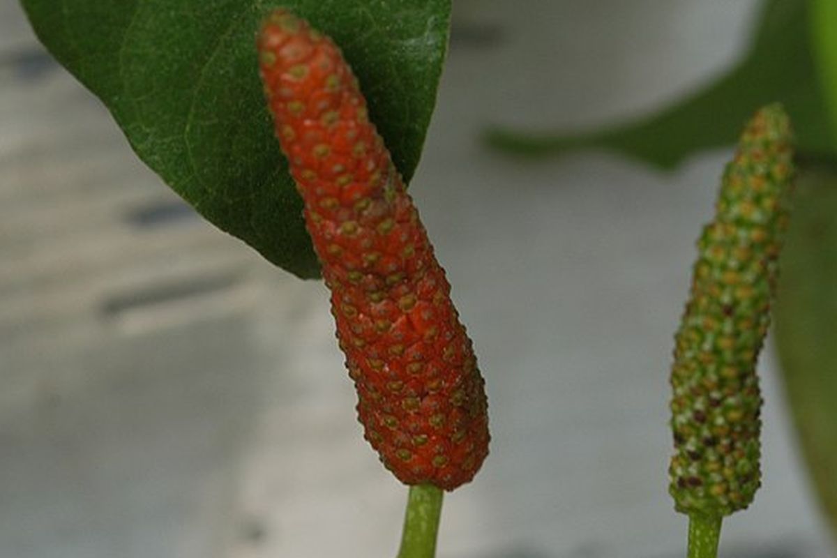 Ilustrasi cabai jawa, tanaman cabai jawa.