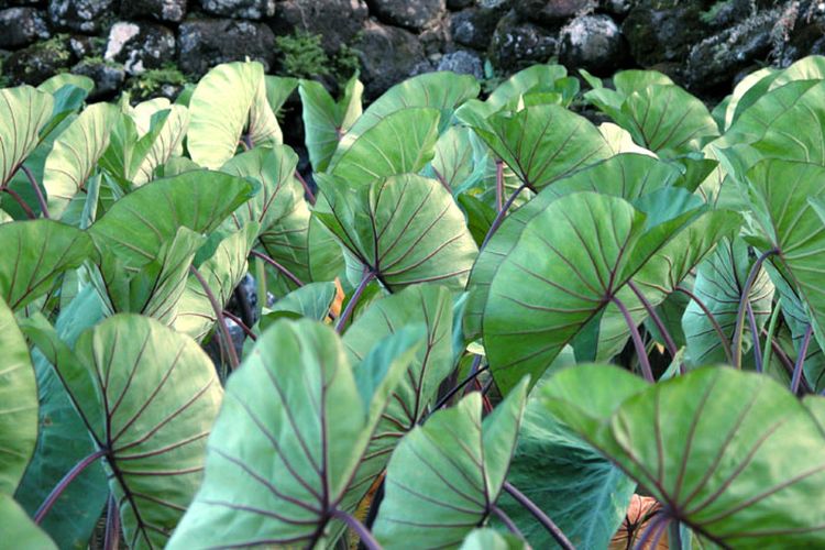 Daun talas memiliki sejumlah manfaat atau khasiat untuk kesehatan tubuh.