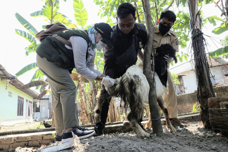 Petugas dari Dinas Peternakan Kabupaten Jombang, Jawa Timur, melakukan pemeriksaan kambing di salah satu tempat penjualan kambing untuk kepentingan hewan kurban, di Desa Denanyar, Kabupaten Jombang, Senin (27/7/2020).