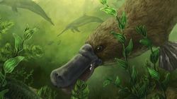 Fosil Platipus Berusia 25 Juta Tahun Ditemukan, Punya Gigi Tajam Buat Makan Kerang