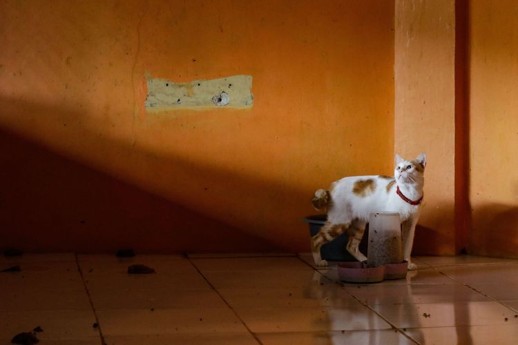 Kucing-kucing liar dipelihara di Rumah Kucing Parung, Kabupaten Bogor, Jawa Barat, Kamis (12/12/2019). Di Rumah Kucing Parung milik Dita Agusta, kini merawat sekitar 250 ekor kucing yang terlantar.
