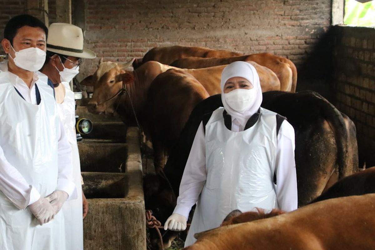 Gubernur Jawa Timur Khofifah Indar Parawansa didampingi Bupati Lamongan Yuhronur Efendi (kiri), saat meninjau salah satu kandang sapi di Lamongan beberapa waktu lalu.