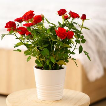 Ilustrasi bunga mawar di dalam pot.