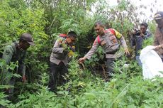 Kagetnya Warga Argosari, Ada Ratusan Tanaman Ganja di Desanya