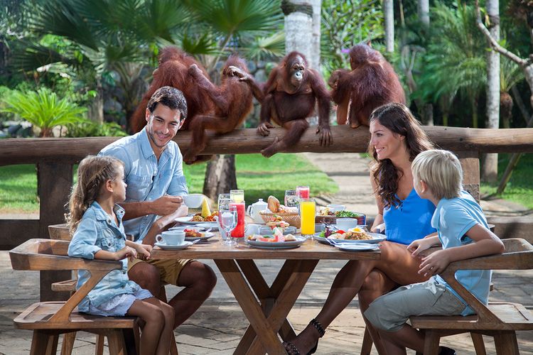 Ilustrasi Breakfast with Orangutan di Bali Zoo.
