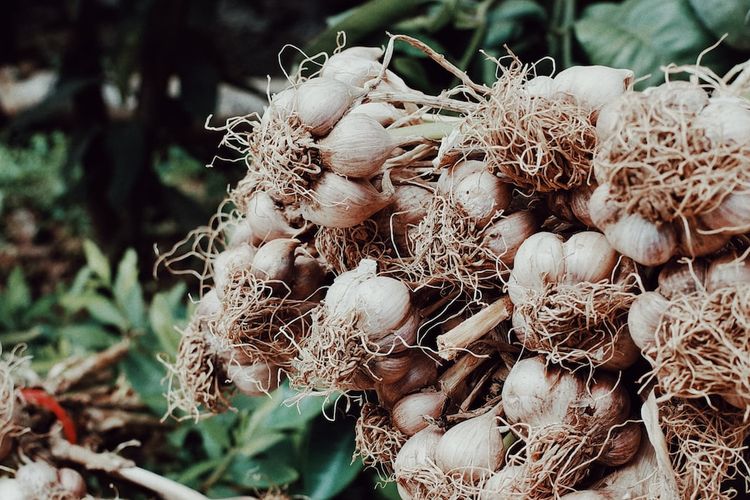 Ilustrasi pasca panen bawang putih
