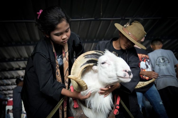 Acara Seni Ketangkasan Domba Garut se-Jawa Barat Tahun 2022 (Kapolres Garut Cup), di Pamidangan Domba Anugerah, Lembah Gunung Guntur, Kecamatan Tarogong Kaler, Kabupaten Garut, Jawa Barat, Minggu (16/10/2022).