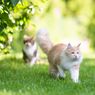 5 Cara Menjauhkan Kucing dari Taman