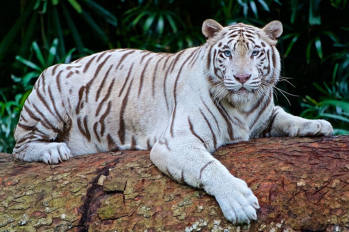 Ilustrasi harimau putih. Dua anak harimau putih menjadi korban Covid-19. Anak harimau putih berusia 11 minggu di kebun binatang Lahore, Pakistan, mati pada 30 Januari lalu karena terinfeksi virus corona.