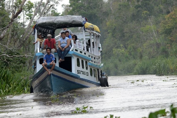 Sebuah kelotok wisata  melaju di Sungai Sekonyer, Kalimantan Tengah, membawa sejumla wisatawan menuju Taman Nasional Tanjung Puting. 