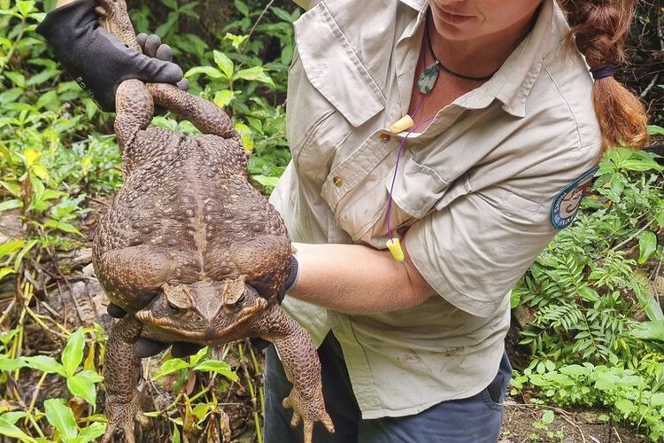 Kylee Grey, penjaga hutan di Departemen Lingkungan dan Sains Queensland, memegang kodok tebu raksasa, Kamis, 12 Januari 2023, di dekat Pantai Airlie, Australia. 