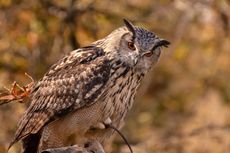 7 Fakta Menarik Burung Hantu, Dapat Menelan Mangsa Secara Utuh 