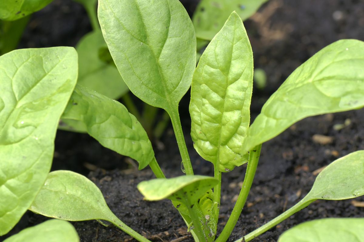 Ilustrasi menanam bayam, tanaman bayam.