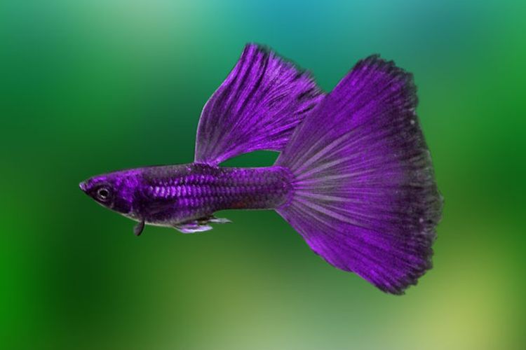 Ikan guppy purple moscow