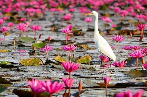 Menakjubkan, Danau Penuh Bunga Teratai di Thailand