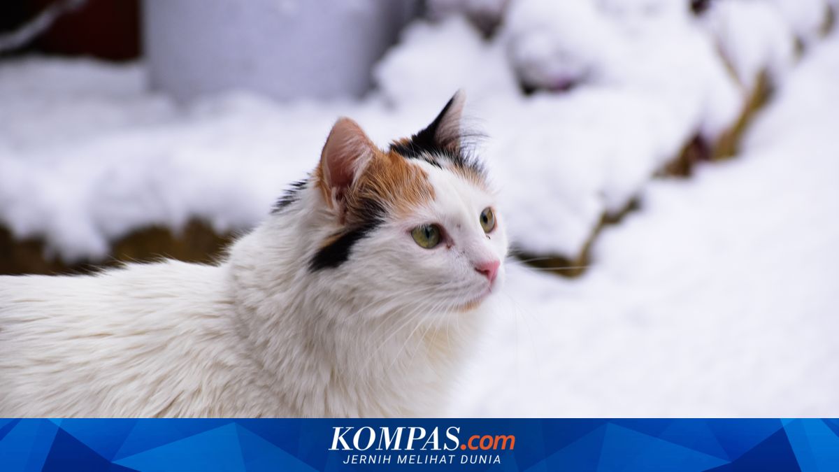 Wanita yang Paksa Kucing Merokok di Tebing Tinggi Minta Maaf, Mengaku ...