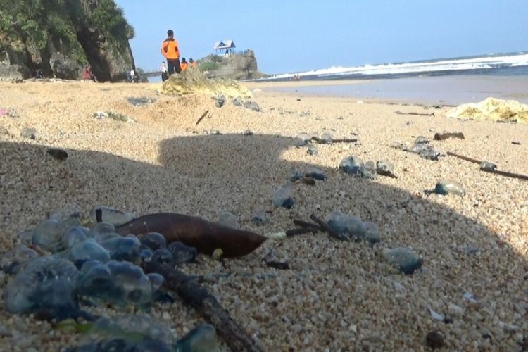 Ubur-ubur berserakan di Kawasan Pantai Kukup, Gunungkidul Jumat (26/6/2020)