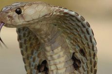 200 Bayi Ular Kobra Kabur dari Sebuah Peternakan di China