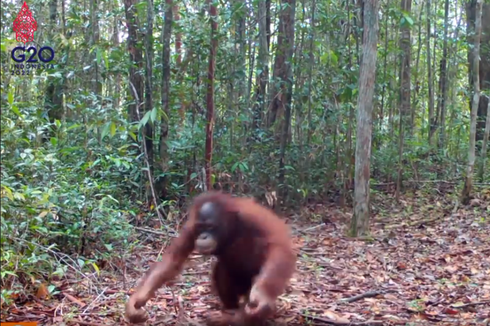 Viral, Video Orangutan di Kalteng Bernama Satria Jago Koprol, Apakah Dilatih?