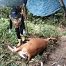 Virus Jembrana Meluas hingga 4 Kabupaten di Sulawesi Barat