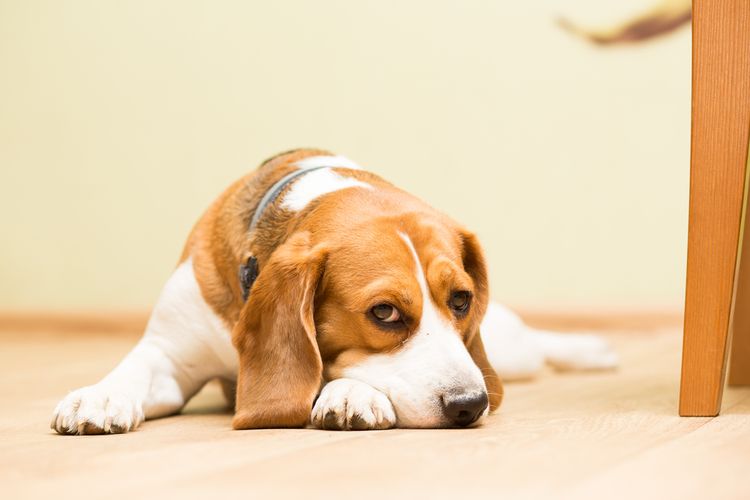 Ilustrasi anjing stres atau cemas setelah steril