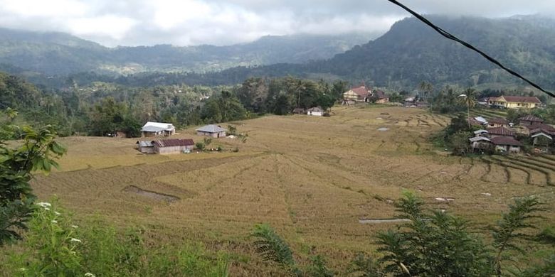 Sawah Jaring Laba-laba di Lembah Ranggu, Kecamatan Kuwus, Manggarai Barat Flores, Nusa Tenggara Timur, Jumat (24/8/2018) sebagai salah daya tarik pariwisata di lembah tersebut. 