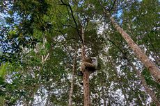 Kemenyan yang Lestarikan Hutan di Simardangiang 