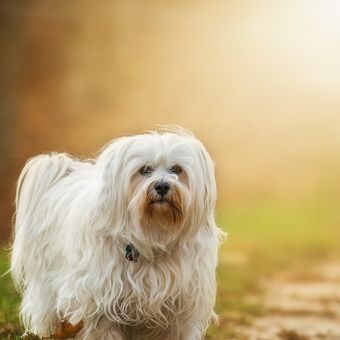 Ilustrasi anjing Havanese. 