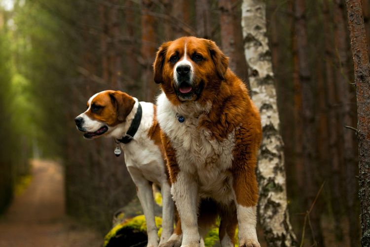 Ilustrasi ras anjing Saint Bernard. 