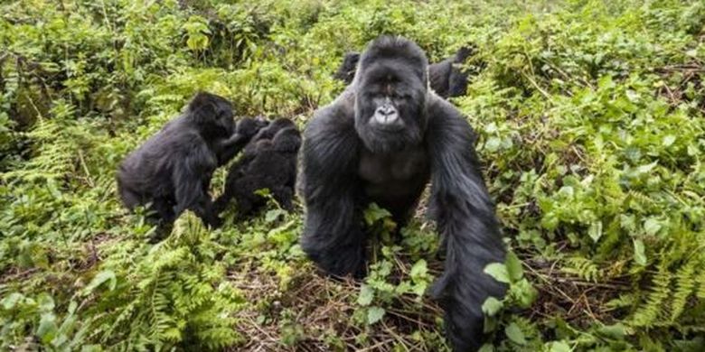 Populasi Gorila gunung (Gorilla beringei beringei) di alam liar saat ini hanya tinggal 1000 spesies.