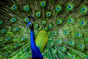 Siapa Sangka, Bulu Merak Ternyata Bisa Menembakkan Sinar Laser