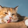 Ramai soal Kumis Kucing Patah Tiba-tiba, Apa Penyebabnya?