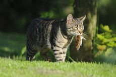 Amankah Kucing Memakan Tikus? 