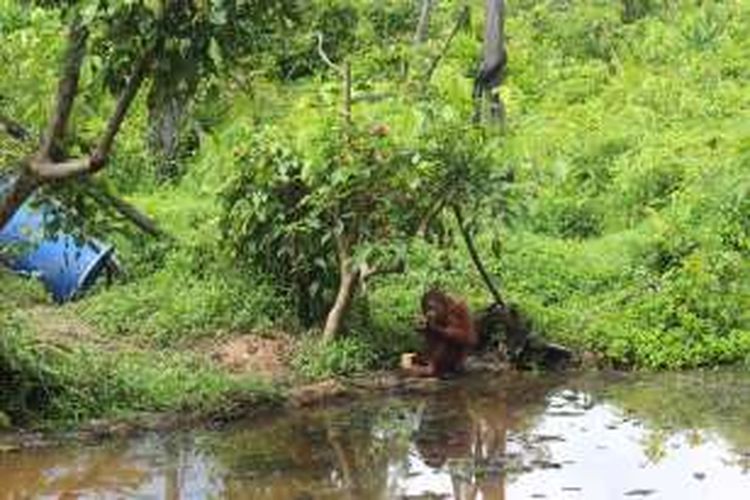 Salah satu pulau di Orangutan Island, yaitu pulau lima terdapat 4 pasang ibu dan anak orangutan, salah satunya Ical yang berumur 5 tahun, anak dari Imut yang berumur 15 tahun.