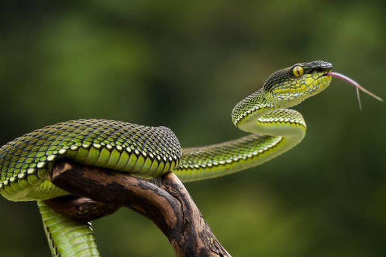 Digigit Ular Berbisa 200 Kali, Tim Friede Jadi Harapan Antivenom Universal