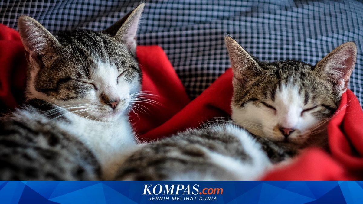 Begini Cara Mengetahui Usia Kucing