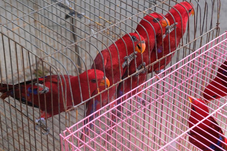 Red lorries trafficked in the illegal wildlife trade brought back to Maluku for return to their habitat